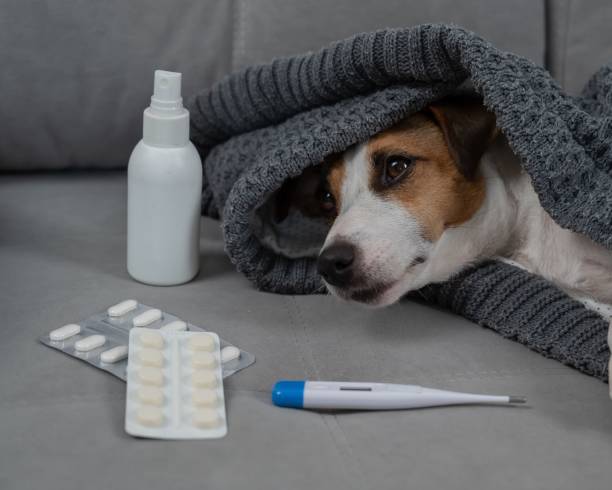 istock Jack Russell Terrier dog is sick lying on the sofa wrapped in a blanket. 2197911020
