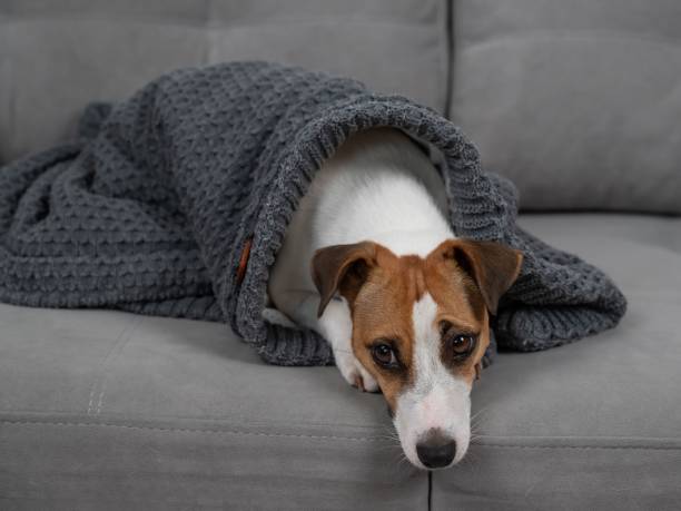 istock Jack Russell Terrier dog is sick lying on the sofa wrapped in a blanket. 2197911546