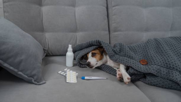 istock Jack Russell Terrier dog is sick lying on the sofa wrapped in a blanket. 2197912392