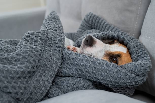 istock Jack Russell Terrier dog lies wrapped in a blanket. 2197912573