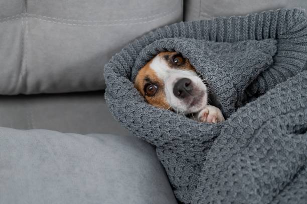 istock Jack Russell Terrier dog lies wrapped in a blanket. 2197912610