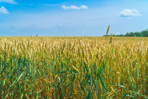 A lush green field stretches out towards a line of dense trees under a bright sky, capturing the essence of a serene rural landscape.