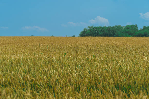 A field of rye on a bright sunny day with a blue sky