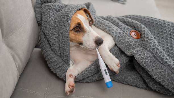 istock Jack Russell Terrier dog measures temperature wrapped in a blanket. 2197913400