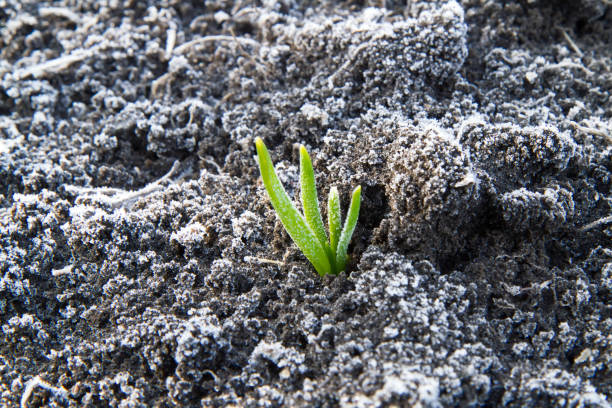 istock A young garlic sprout during the spring frost. 2197915425