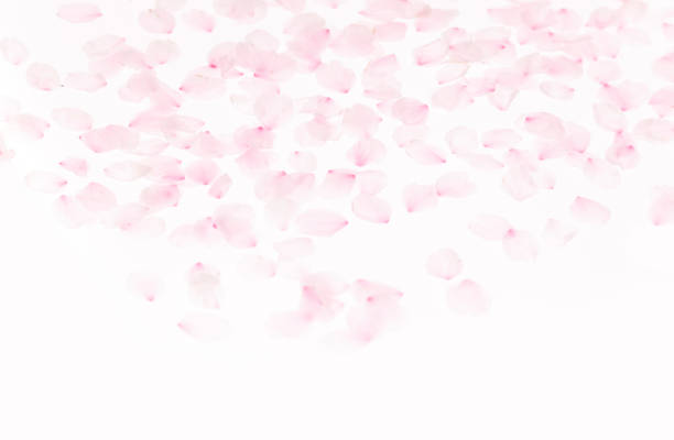 pink cherry blossom