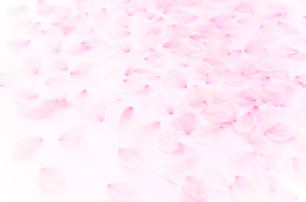 pink cherry blossom