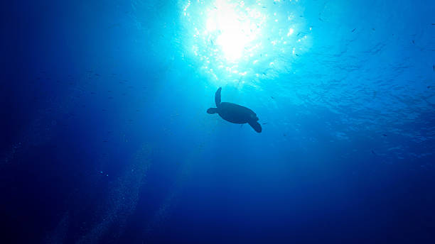 istock Silhouette of turtle in sunlight in the deep blue ocean 2197917372
