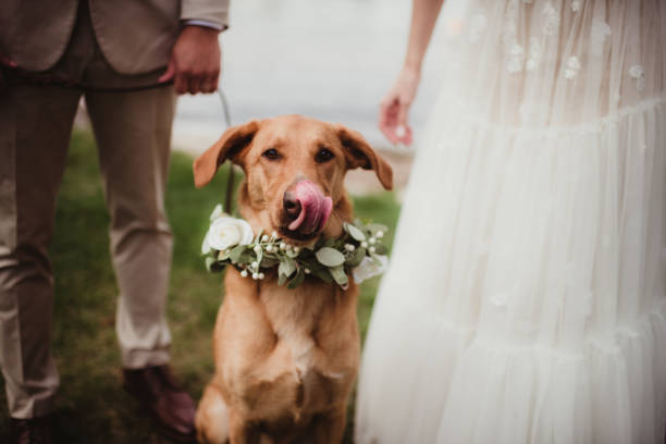 istock Bride and groom with their dog during wedding ceremony 2197917564