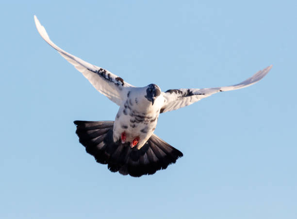istock A pigeon is flying in the sky with its wings spread wide 2197918941