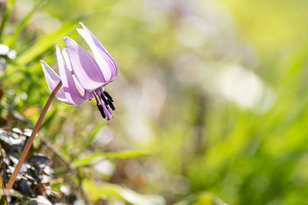 Beautiful dogtooth violets in full bloom in March