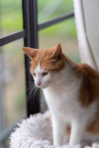 istock Cute cat relaxing by the window 2197921291