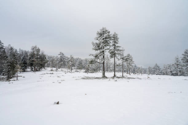 Minimalist winter landscape with snowy pine trees. Merry Christmas and Happy New Year greeting card horizontal template, blank space.