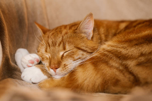 istock Cute cat is sleeping on a couch, curled up and has its eyes closed 2197922092