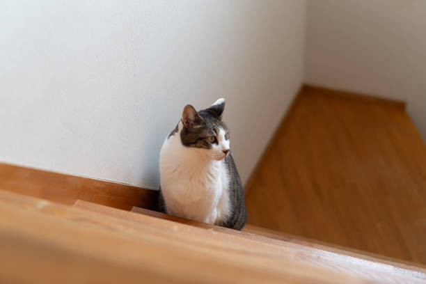 istock Cute cat climbing the stairs 2197922134