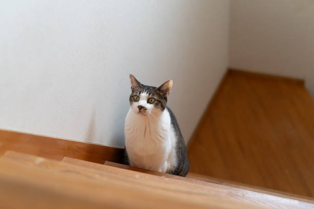 istock Cute cat climbing the stairs 2197922153