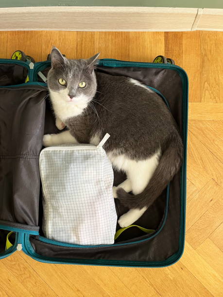 istock Adorable gray and white cat sitting in an open suitcase 2197922646