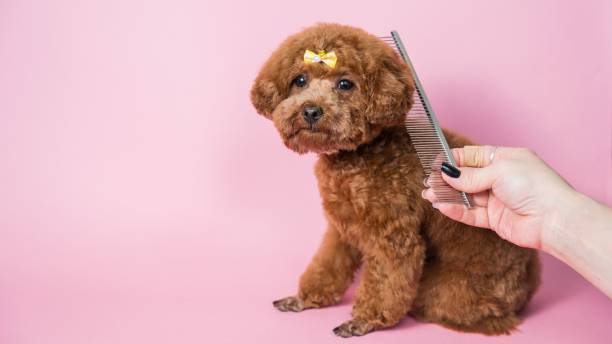istock Woman combing a mini poodle on a pink background. 2197923913
