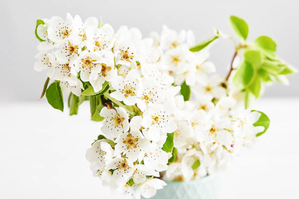 White flower Apricot.Spring easter greeting card.Flowers Cherry flowering. White flower sakura.Sunny day. Spring flowers. Beautiful Orchard.Springtime.