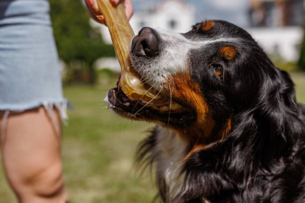 istock A dog cheerfully chews on a gigantic bone provided by its owner on a clear and sunny day outside 2197926886