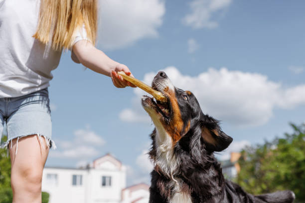istock A dog cheerfully chews on a gigantic bone provided by its owner on a clear and sunny day outside 2197926890