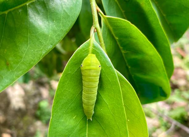istock A Caterpillar of Blue butterfly Graphium doson 2197928029