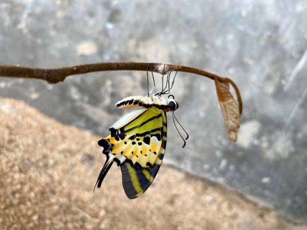istock Side view of Five bar swordtail butterfly Graphium antiphates emerge from chrysalis 2197928053
