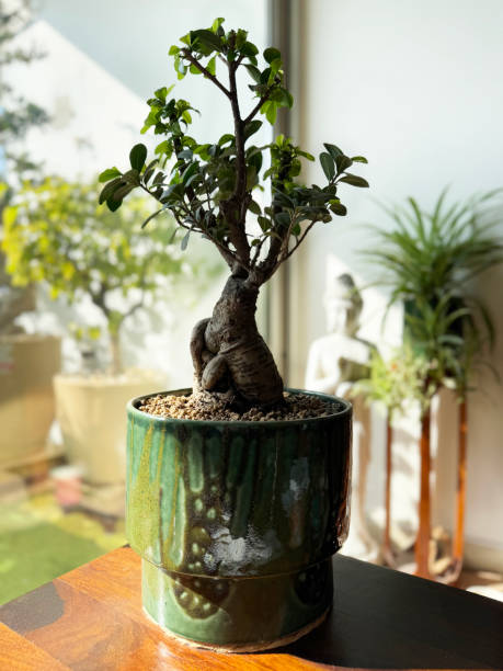 istock Image of indoor ficus microcarpa ginseng bonsai tree with large roots, dwarf fig tree, decorative pot, home, office interiors 2197928205