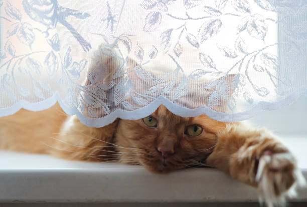istock ginger cat with yellow eyes lies on the window 2197928384