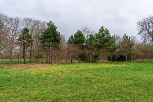 istock Lush green field surrounded by tall trees on a cloudy day in early spring 2197928470
