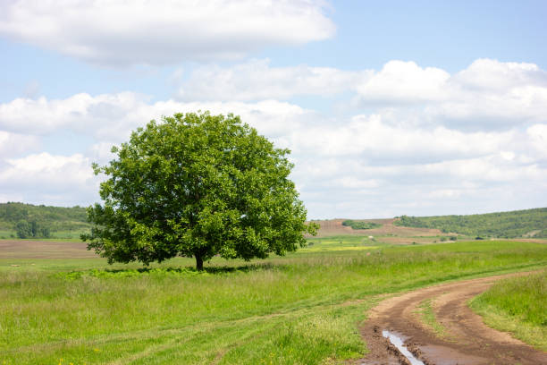 Spectacular And Positive Natural Landscapes. View with a large tree.