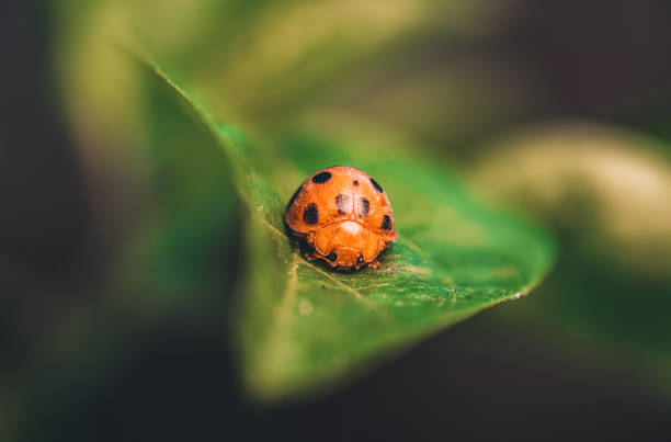 istock Coccinella septempunctata (Seven-spotted Ladybug) 2197928803