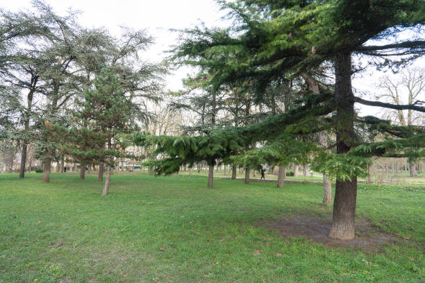 istock Lush green park with tall trees and a tranquil atmosphere perfect for relaxation 2197929180