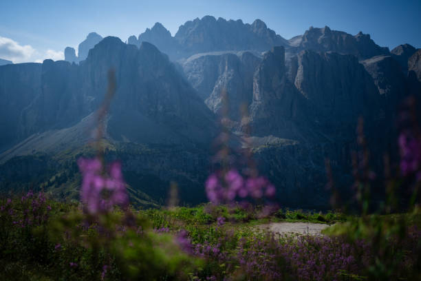 Idyllic landscapes of the Dolomites. Epilobium flowers blooming in front of the Gruppo del Sella massif, from Passo Gardena