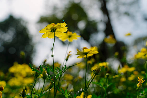 istock Cosmos sulphureus with vibrant yellow petals illuminated by sunlight, set against a blurred background of trees, creating a dreamy and serene atmosphere. 2197931574