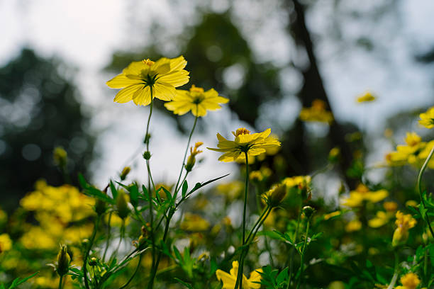 istock Cosmos sulphureus with vibrant yellow petals illuminated by sunlight, set against a blurred background of trees, creating a dreamy and serene atmosphere. 2197931579