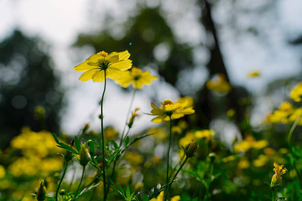 istock Cosmos sulphureus with vibrant yellow petals illuminated by sunlight, set against a blurred background of trees, creating a dreamy and serene atmosphere. 2197931585