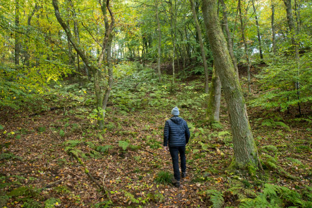istock alone man walking in beech forest in autumn with warm colors around 2197931811
