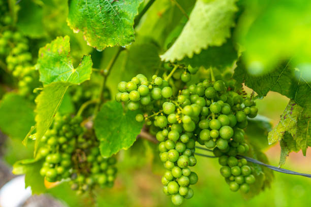 istock Lush green grapes hanging on vines 2197932271