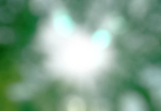 Blurred trees and sunlight. Natural green and bokeh with copy space
