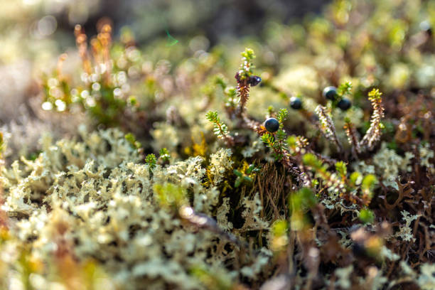 Photograph showcasing a close-up view of vibrant moss and lichen illuminated by natural sunlight, portraying a serene and organic nature scene with shallow depth of field for a tranquil composition.