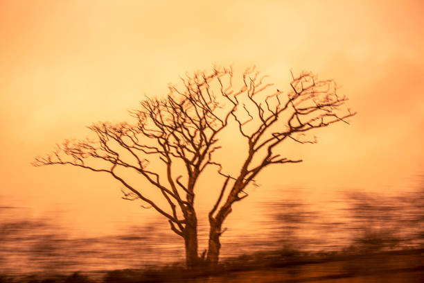 Trees without leaves during autumn between edinburgh to glasgow in Scotland England