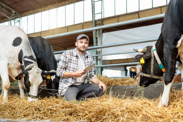 istock Male farmer with cows on a livestock farm 2197937430