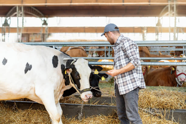 istock Man farm worker inspecting cows on livestock farm 2197937522