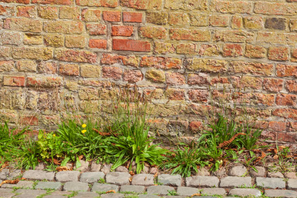 istock Old reddish brick wall with weeds and curb, bricks, background, Germany, Europe 2197937750