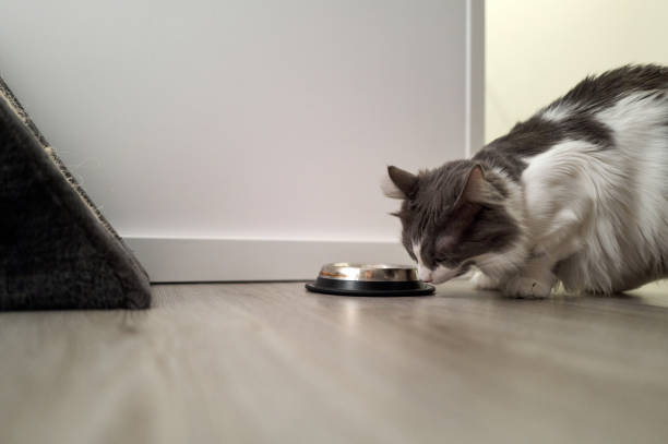 Fluffy cat enjoys a meal from a metal bowl on a wooden floor beside a white wall
