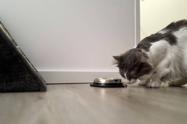 Cat investigates a small piece of food near its bowl on a wooden floor in a minimalist room