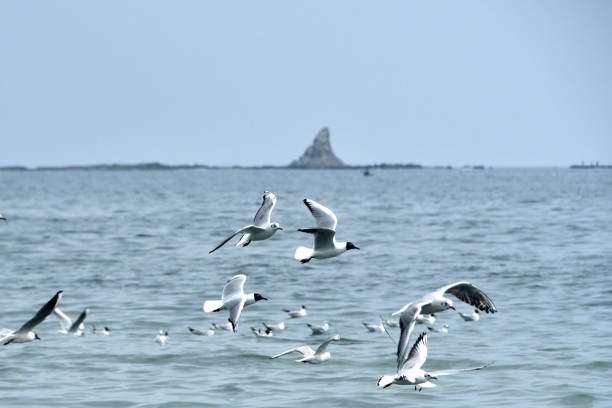 A scene of black-headed gulls flying over the sea.