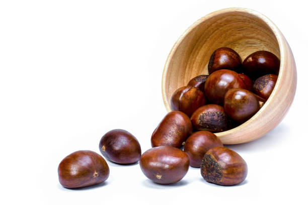 Chestnut stock photo