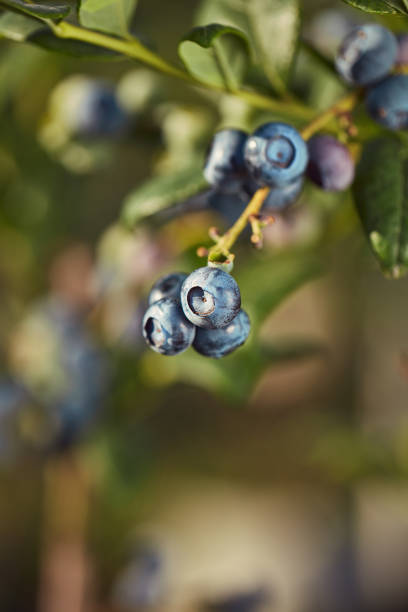 istock Fresh blueberries ready for seasonal picking on a farm. 2197941997